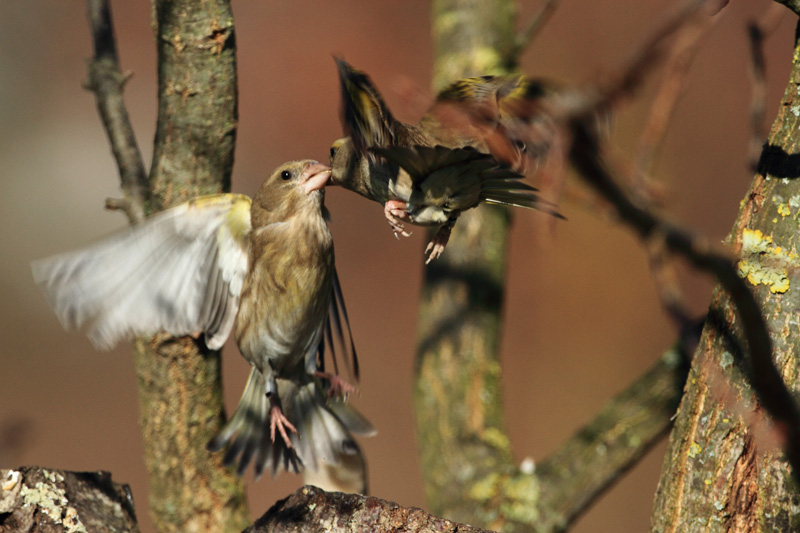 Flying kiss